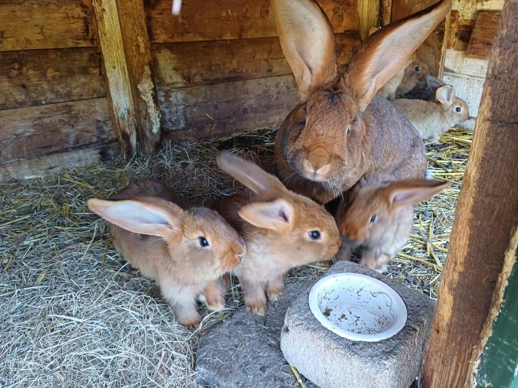 Vlaamse reuzen., Dieren en Toebehoren, Meerdere dieren, Groot