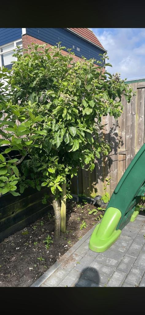 Appelboom, Ophalen, Lente, Volle zon, Appelboom
