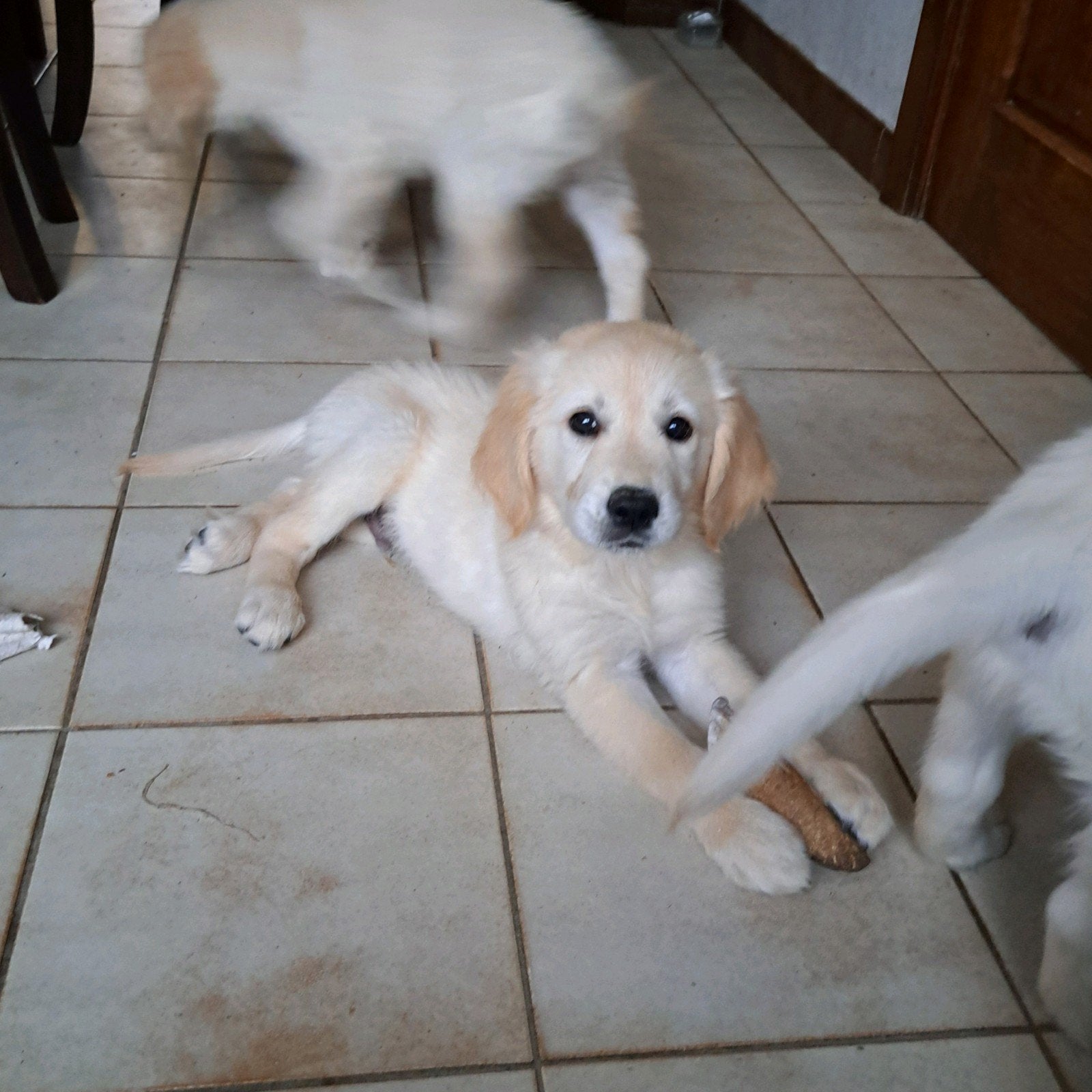 Lieve Golden retriever pups op boerderij ouders aanwezig, Golden retriever, België, 8 tot 15 weken, Meerdere