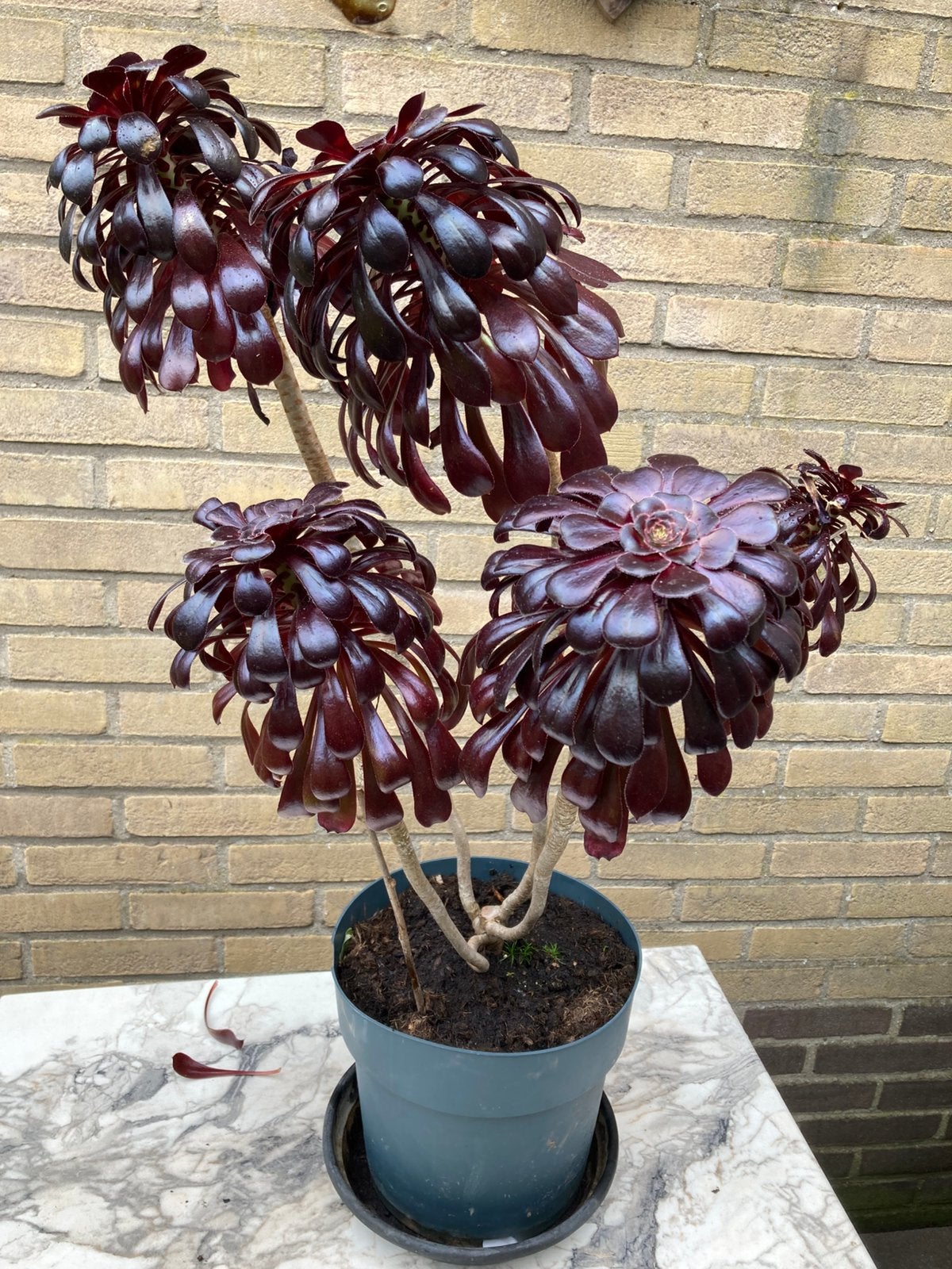 Aeonium, Ophalen, Overige soorten, Volle zon