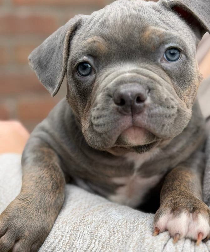 American Bully Pup Reutje ABKC Champion Smokey Joe, Dieren en Toebehoren, CDV (hondenziekte), 8 tot 15 weken, Bulldog, Meerdere