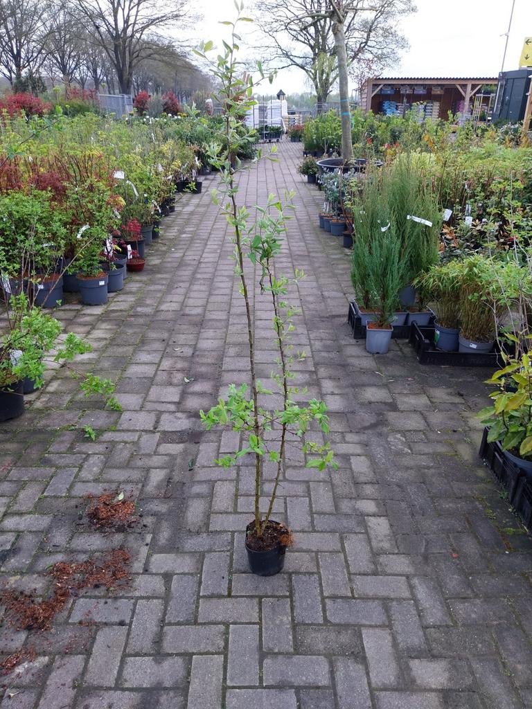 Mispel struik (Mespilus germanica) - Vruchtboom voor uw tuin, Tuin en Terras, Ophalen, Overige soorten