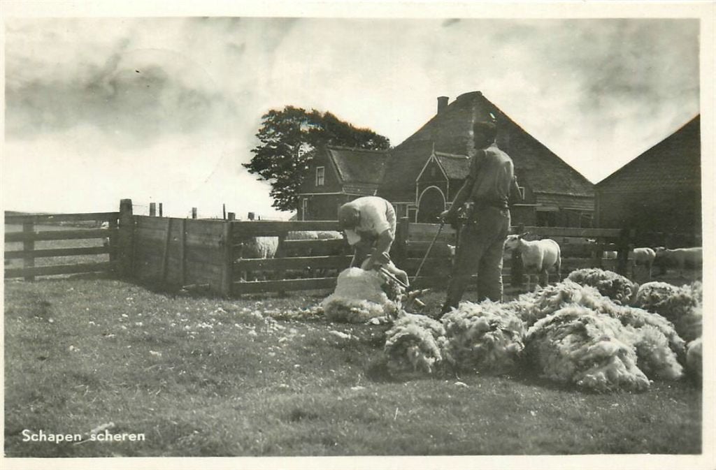 701-330-019 Texel Schapen scheren, Verzenden, Voor 1920, Noord-Holland