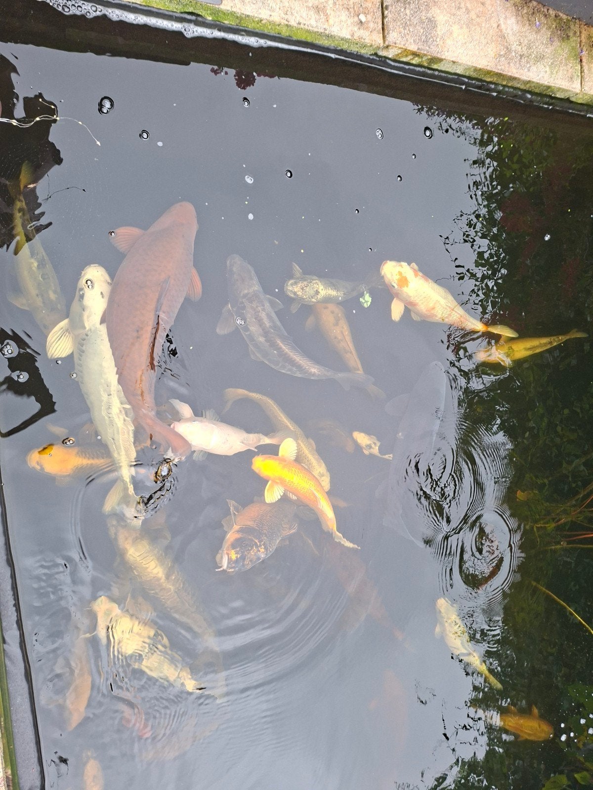 partij kois te koop 35-40stuks grotevissenn alles in 1 koop, Dieren en Toebehoren, Karper of Koi