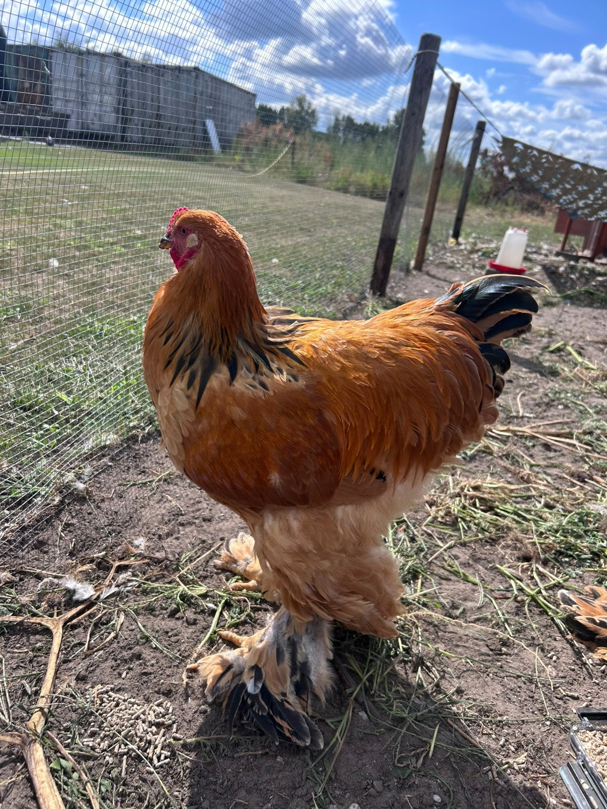 Brahma hanen te koop, Dieren en Toebehoren, Mannelijk, Kip