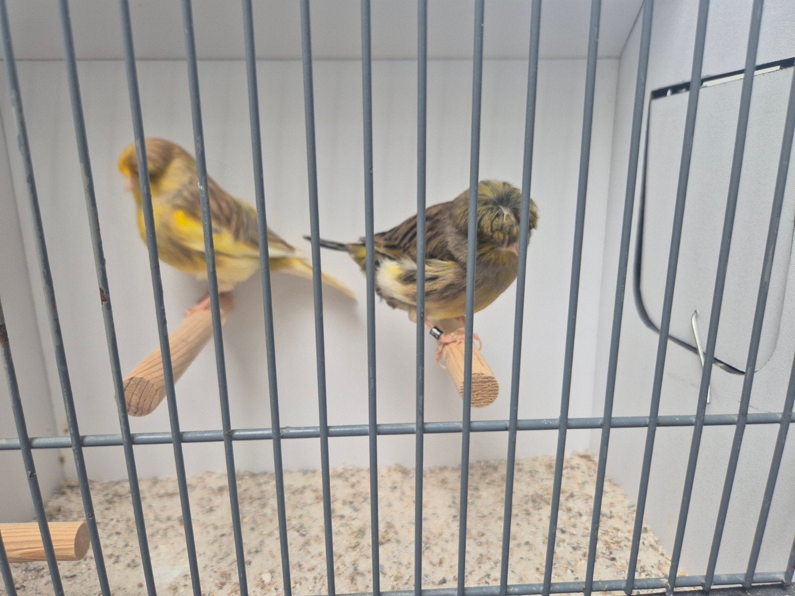 Gloster kanaries, Dieren en Toebehoren, Vogels | Kanaries, Meerdere dieren, Postuurkanarie