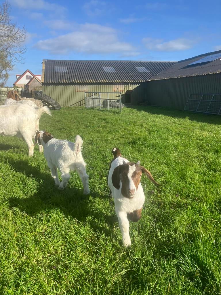 Boergeit Bokjes, Dieren en Toebehoren, Schapen, Geiten en Varkens, Mannelijk, Geit, 0 tot 2 jaar