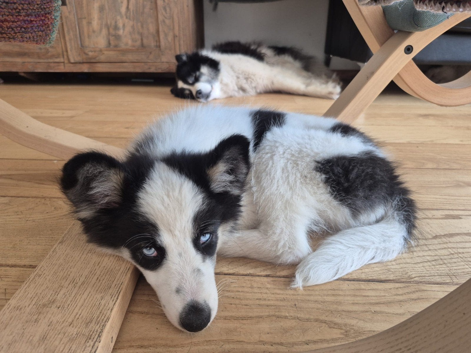 Prachtige Dutch laika pups.  Yakutian Laika, x Samojeed mix, Parvo, 8 tot 15 weken, Poolhond, Meerdere