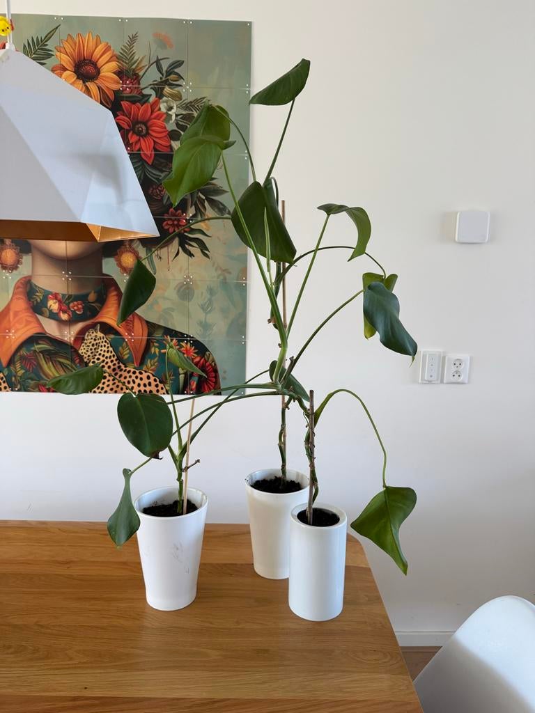 3 Monstera Deliciosa stekjes - Klaar voor een grotere pot!, Vaste plant, Bloeit niet, Halfschaduw, Ophalen