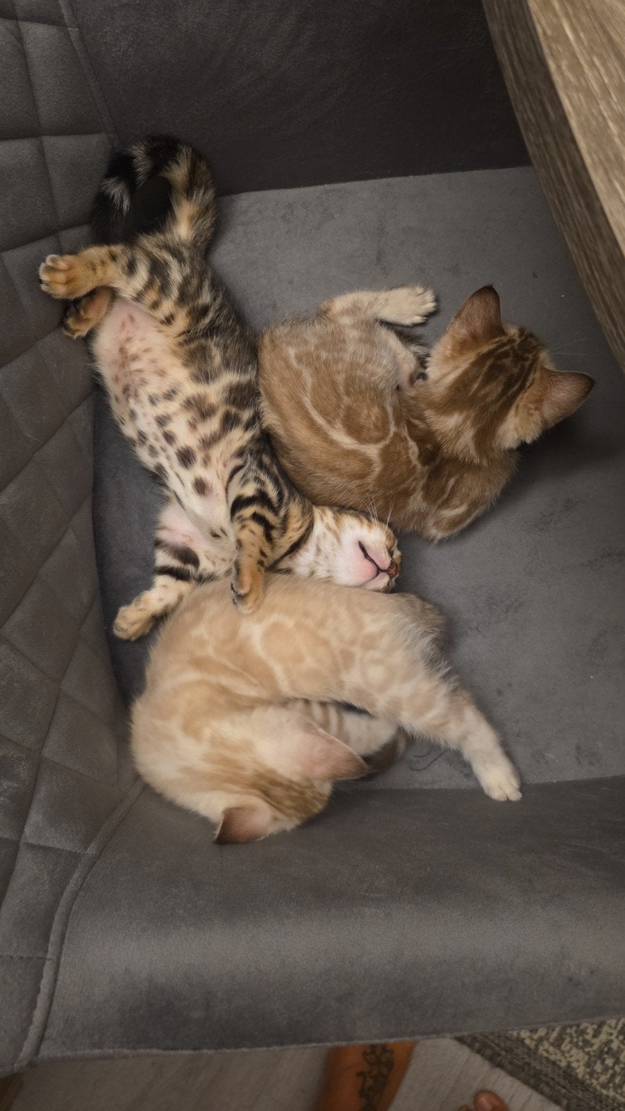 Beautiful Snow Bengal Kitten, Dieren en Toebehoren, Kater, Gechipt