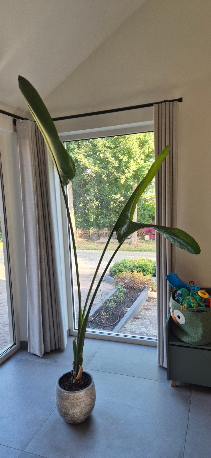 strelitzia augusta., Ophalen, 200 cm of meer