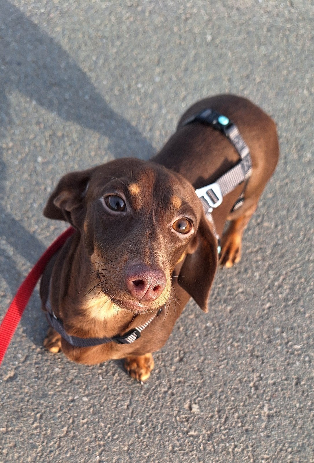 Ter adoptie Liva, 1 tot 2 jaar, Korthaar, Teef, Dwerg