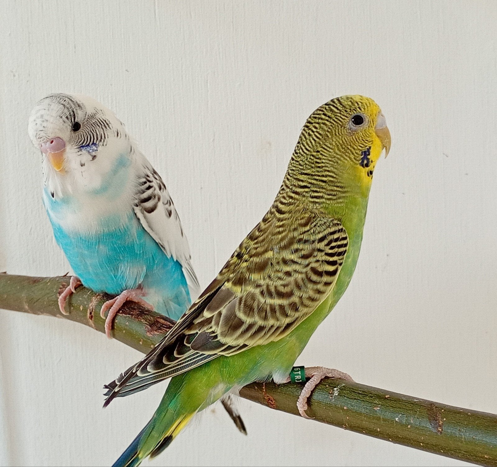 koppel grasparkietjes, Dieren en Toebehoren, Vogels | Parkieten en Papegaaien, Meerdere dieren, Parkiet, Geringd