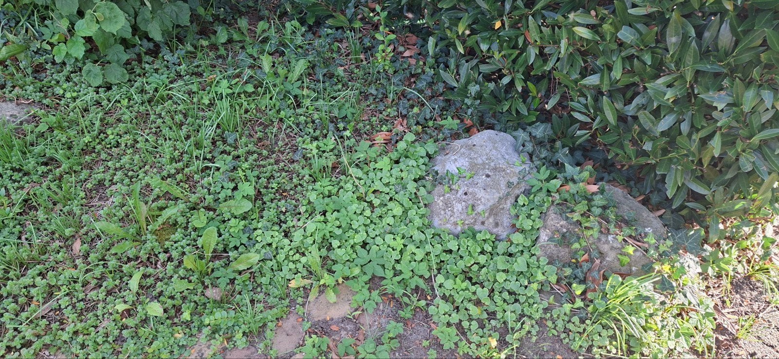 Foto 8 van Basalt blokken mooie voor aan je vijver Gratis met geld er b