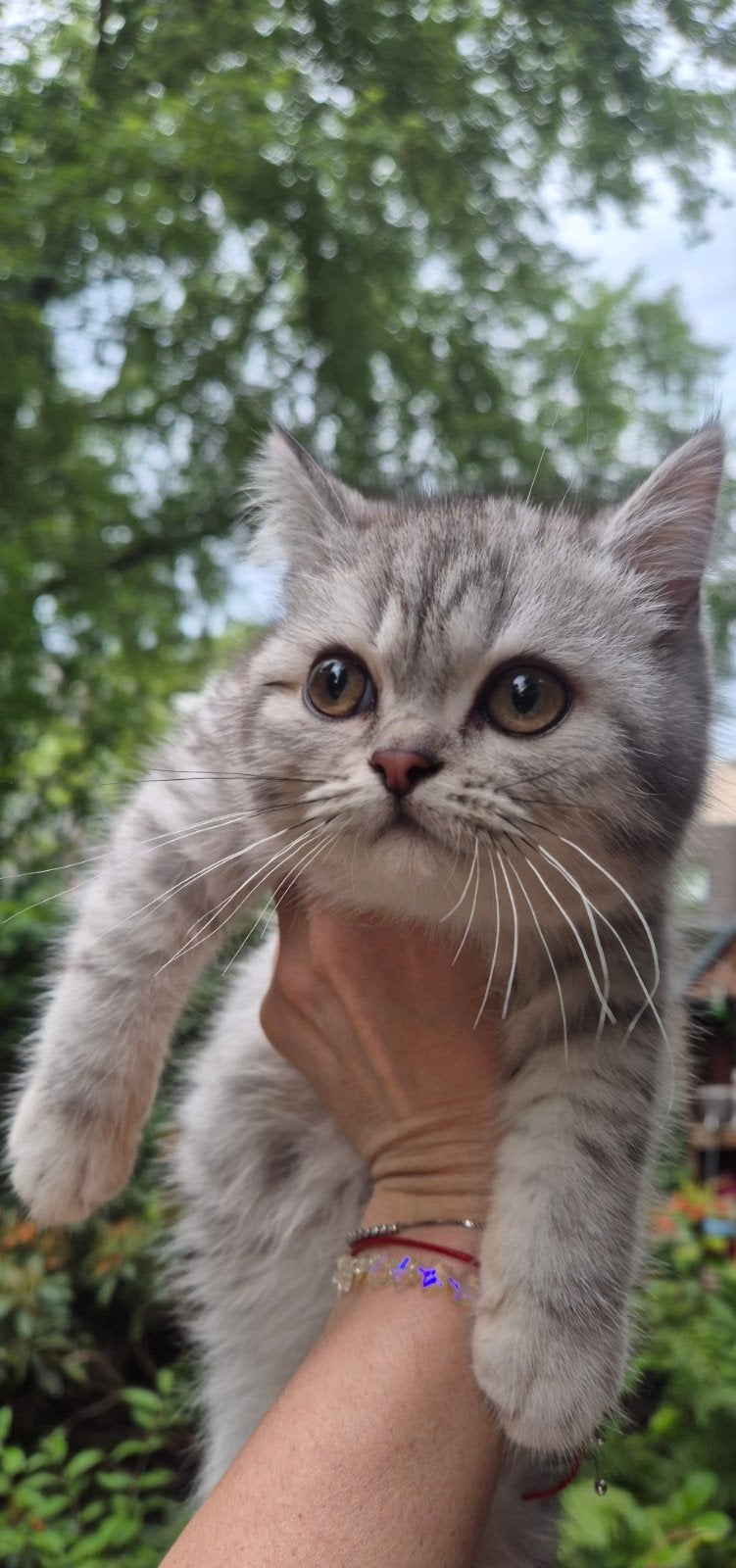Britse Korthaar Silver & Golden Shaded kittens te koop