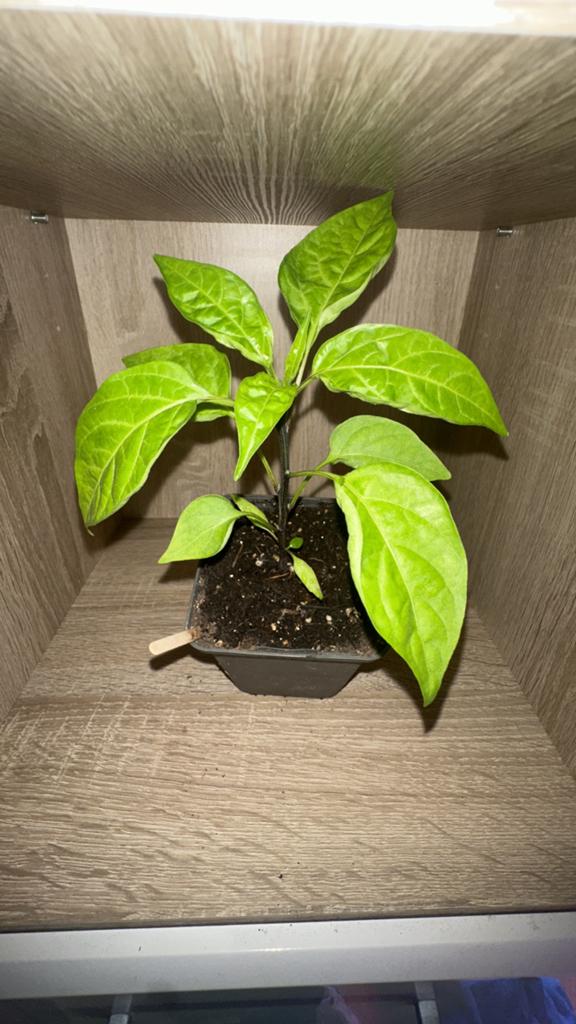 Jalapeño peper, Ophalen, Overige soorten, Volle zon