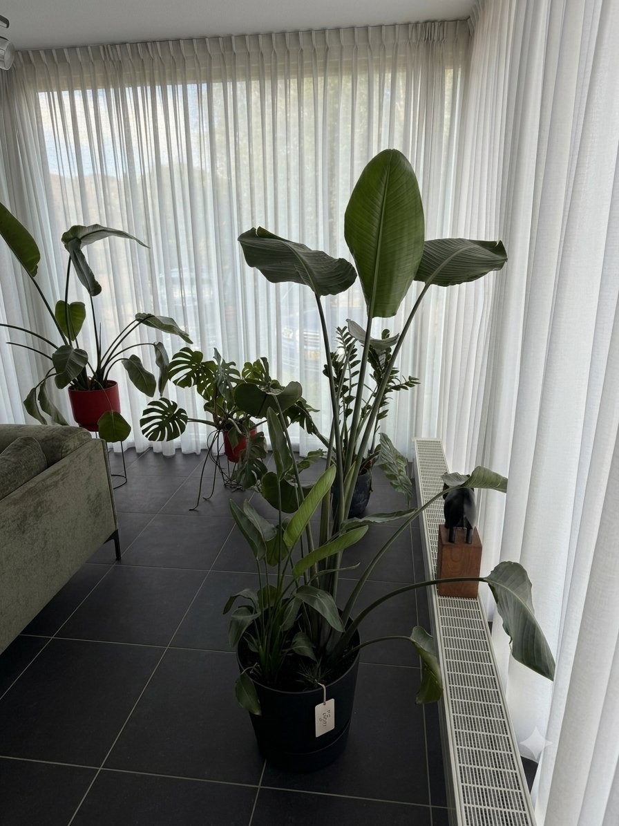 Grote Strelitzia Nicolai (Paradijsvogelplant), Huis en Inrichting, Kamerplanten, Ophalen, Overige soorten, In pot, 150 tot 200 cm