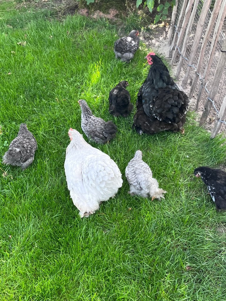 Cochin kriel kuikens, Dieren en Toebehoren, Meerdere dieren, Kip