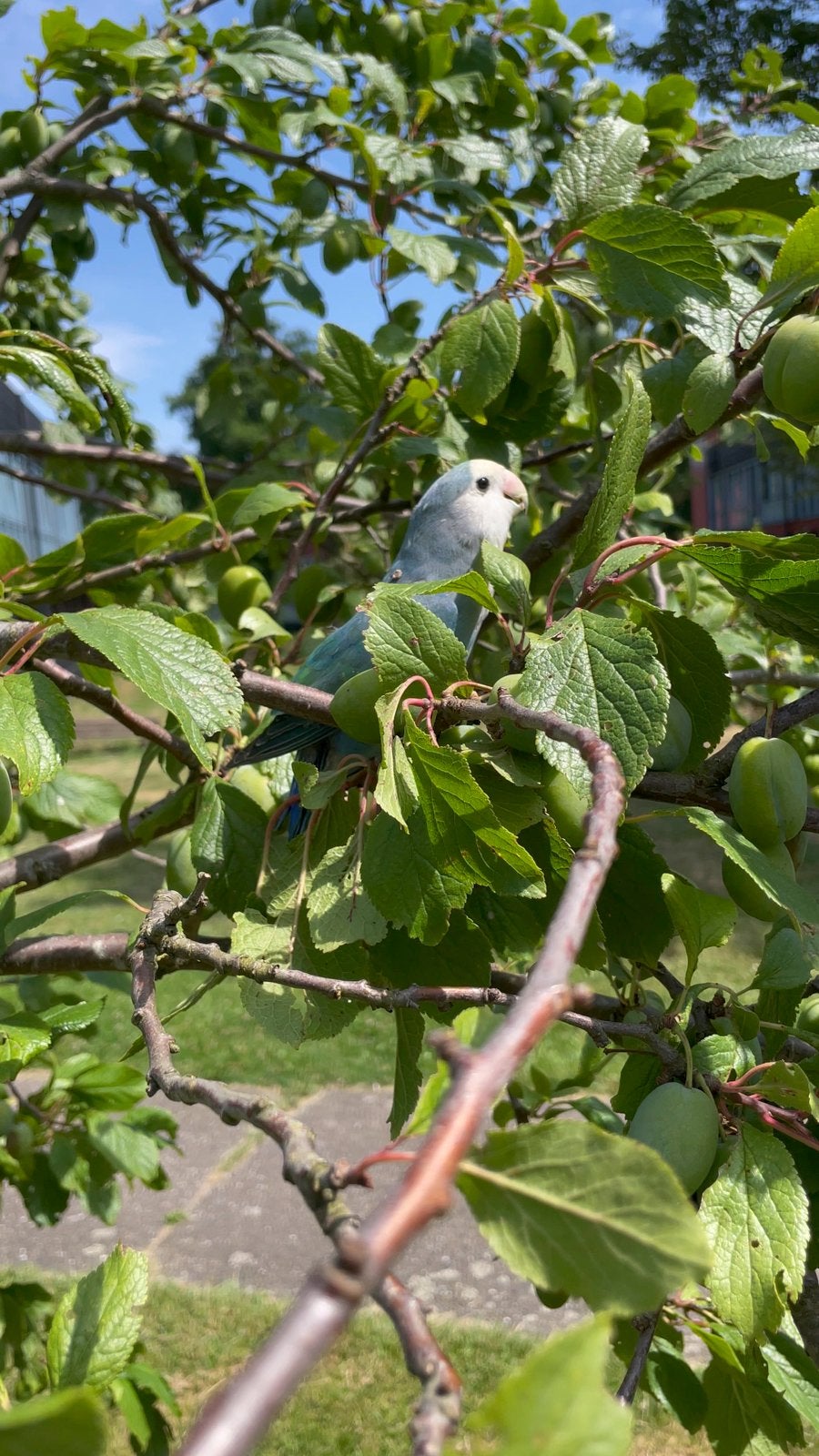 Prachtige Lieve Agapornis Dwergpapegaai Lovebird Handtam, Meerdere dieren, Dwergpapegaai of Agapornis, Geringd