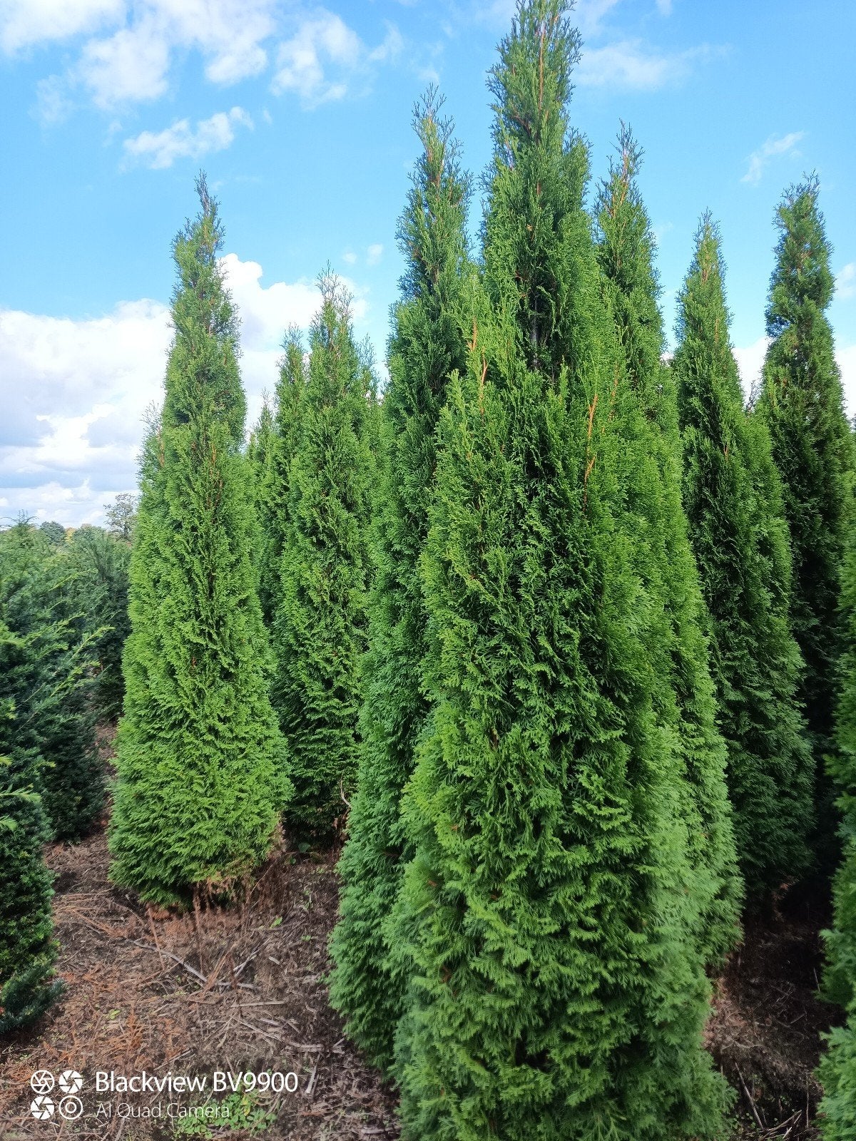 coniferen thuja Brabant en smaragd 200 tot 325cm planten, Ophalen of Verzenden, Conifeer, Struik, 250 cm of meer