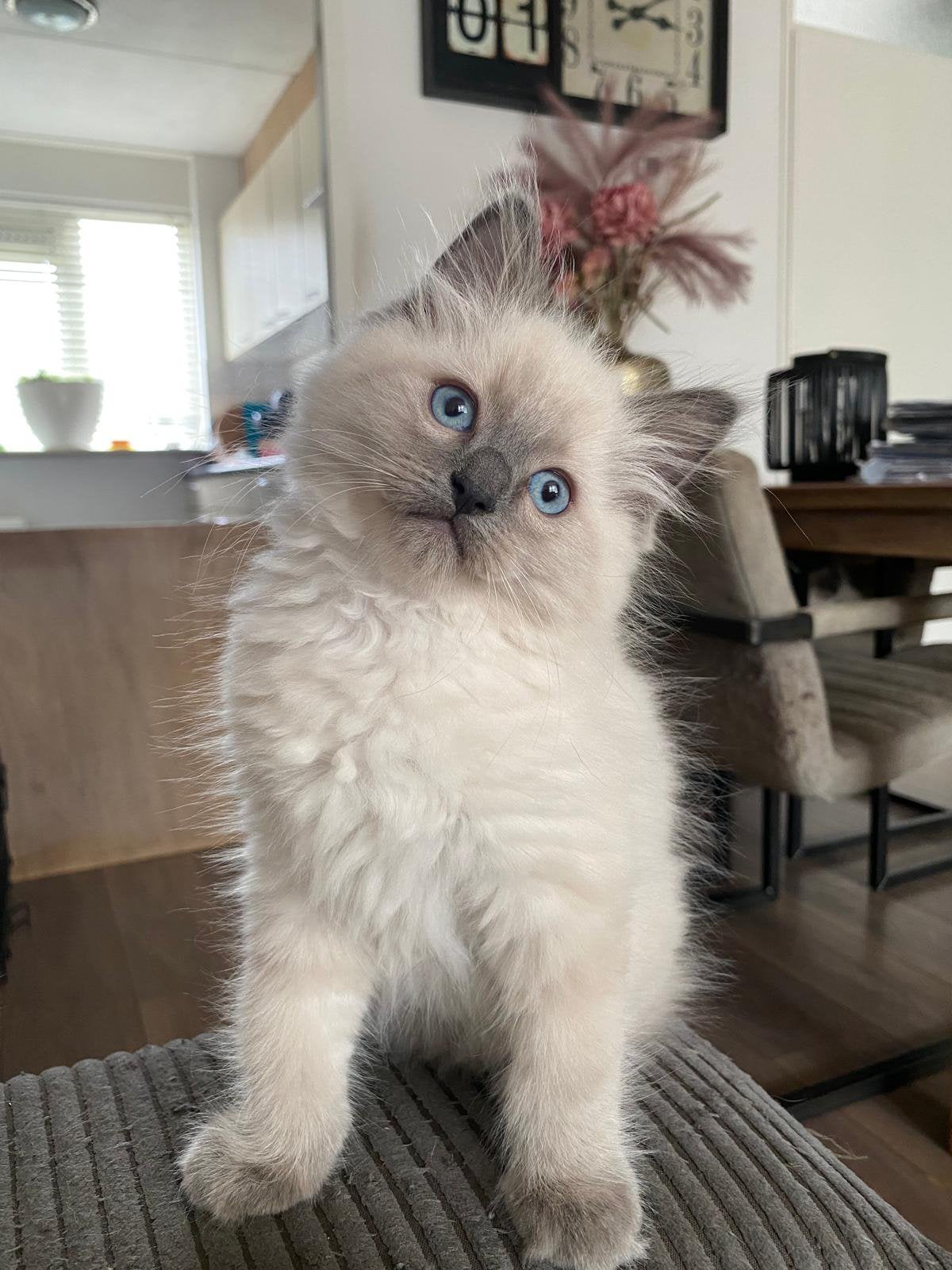*** Geweldig Ragdoll Katertje ***, Dieren en Toebehoren, Katten en Kittens | Raskatten | Langhaar, Kater, Met stamboom, 0 tot 2 jaar