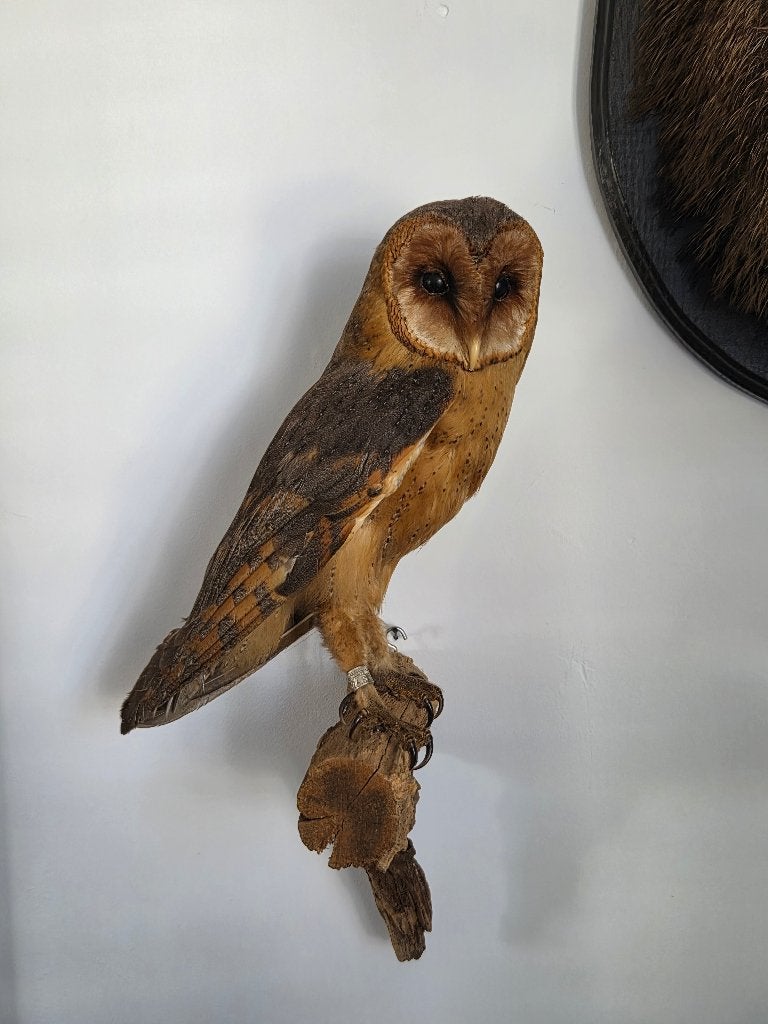 Opgezette vogel dierenverzameling uil opgezet, Ophalen of Verzenden, Zo goed als nieuw, Vogel, Opgezet dier