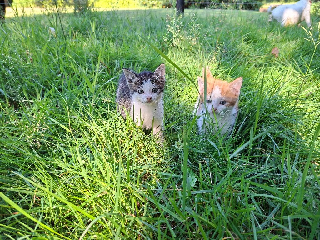 Twee lieve katertjes Finn en Bowie zoeken een nieuw thuis, Kater, Kortharig, 0 tot 2 jaar