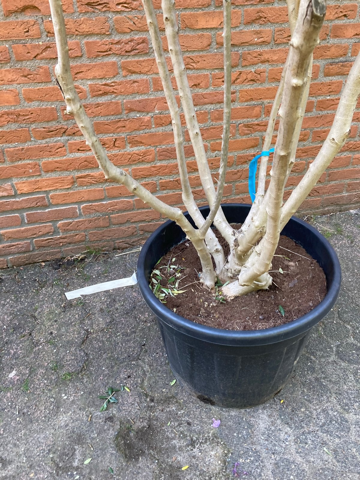 Grote vertakte Olijfboom in pot - Mediterrane sfeer, Tuin en Terras, Planten | Bomen, Ophalen of Verzenden, Lente, Olijfboom, 250 tot 400 cm