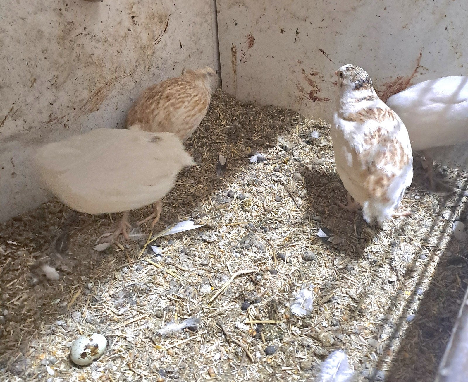 Japanse kwartels, Dieren en Toebehoren, Vrouwelijk