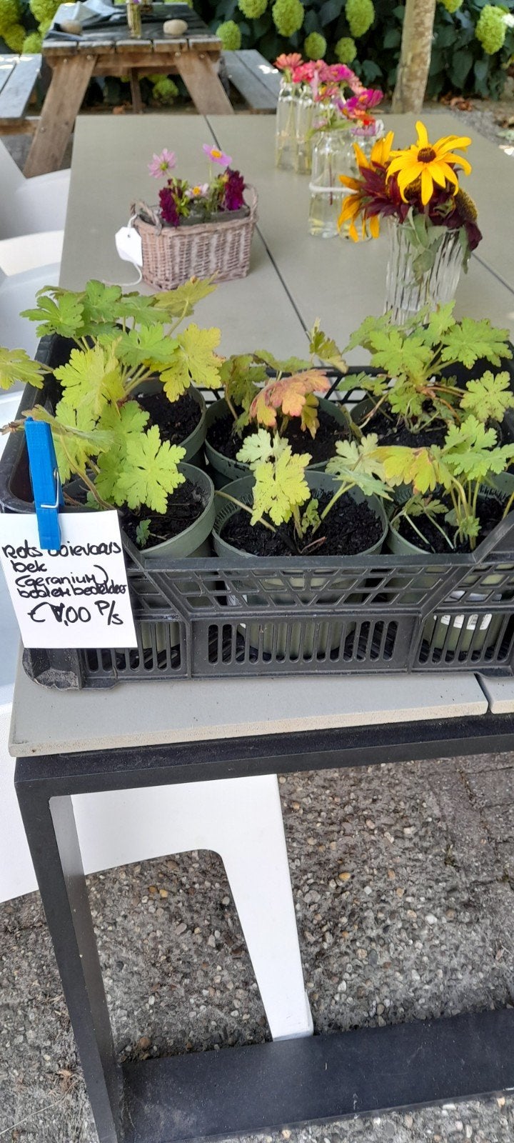 Bodembedekker Geranium 'Macrorrhizum' plantjes, Ophalen