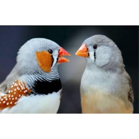Gezocht.. zebravinken poppen, Dieren en Toebehoren, Vogels | Kanaries, Vrouwelijk, Kleurkanarie