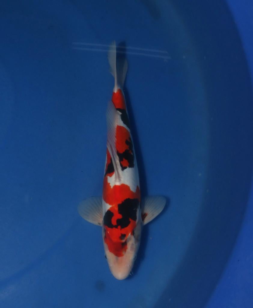 Doitsu Showa koi, Dieren en Toebehoren, Vissen | Vijvervissen, Karper of Koi