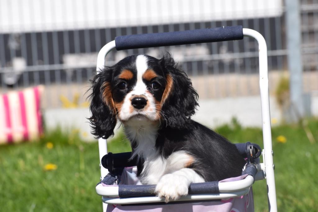 Cavalier king charles spaniel pups, 15 weken tot 1 jaar, Buitenland, Parvo, Meerdere