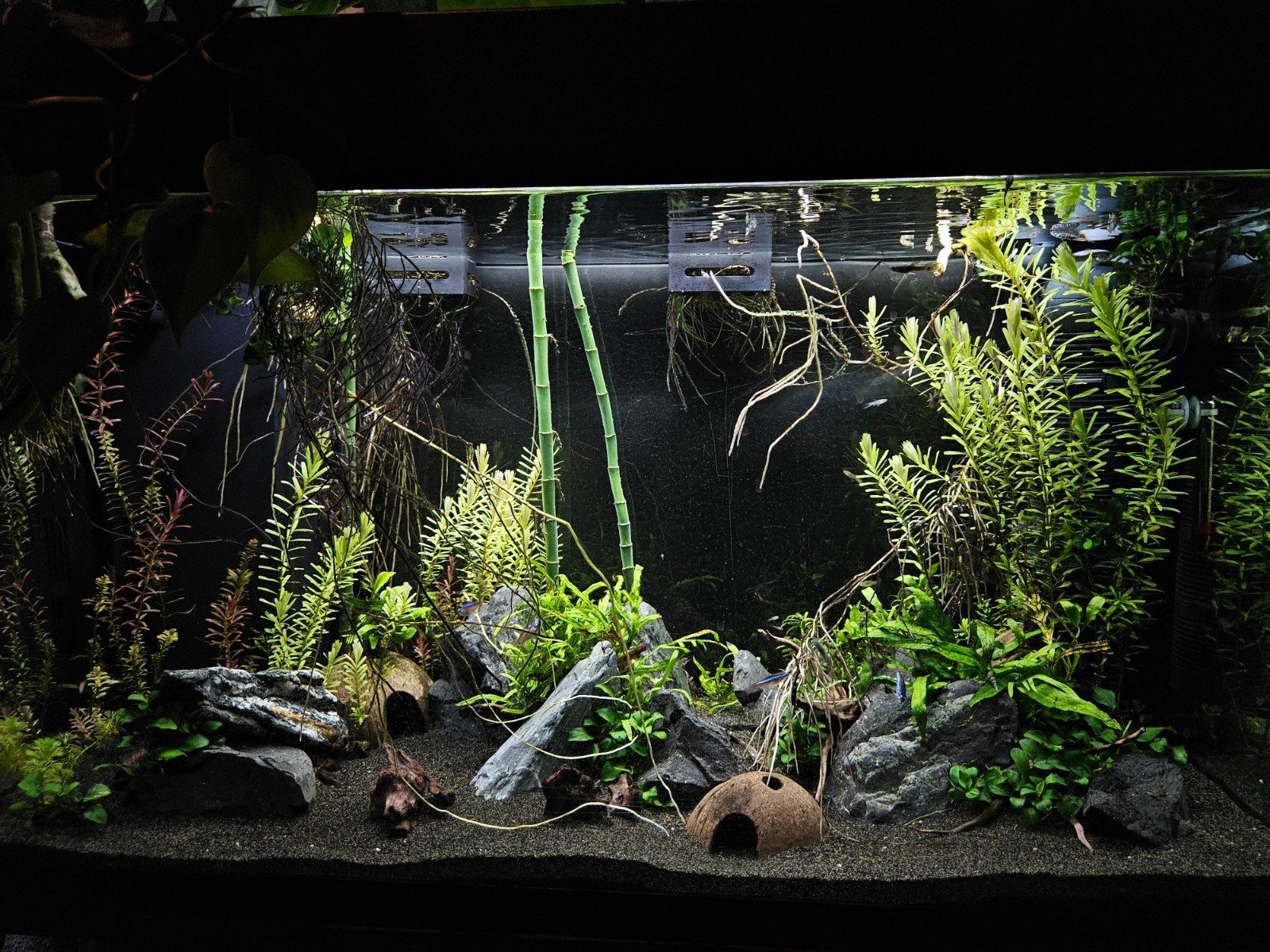 Aquariumplanten, Dieren en Toebehoren, Vissen | Aquaria en Toebehoren, Ophalen, Plant(en), Steen of Hout