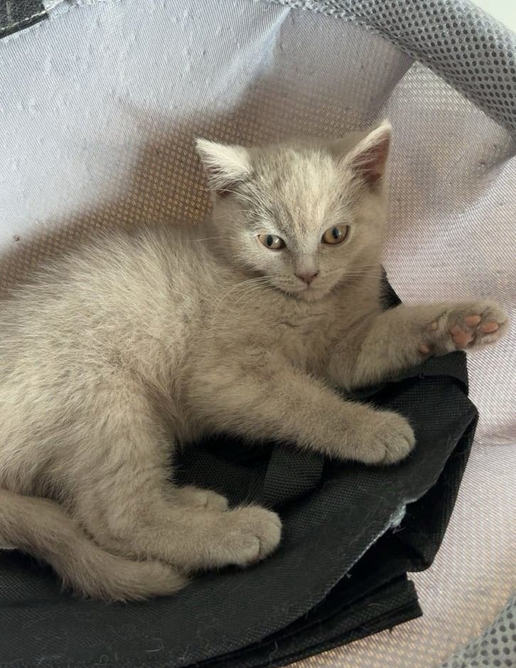 British Shorthai/  Britse korthaar kittens, Poes, Kortharig, 0 tot 2 jaar