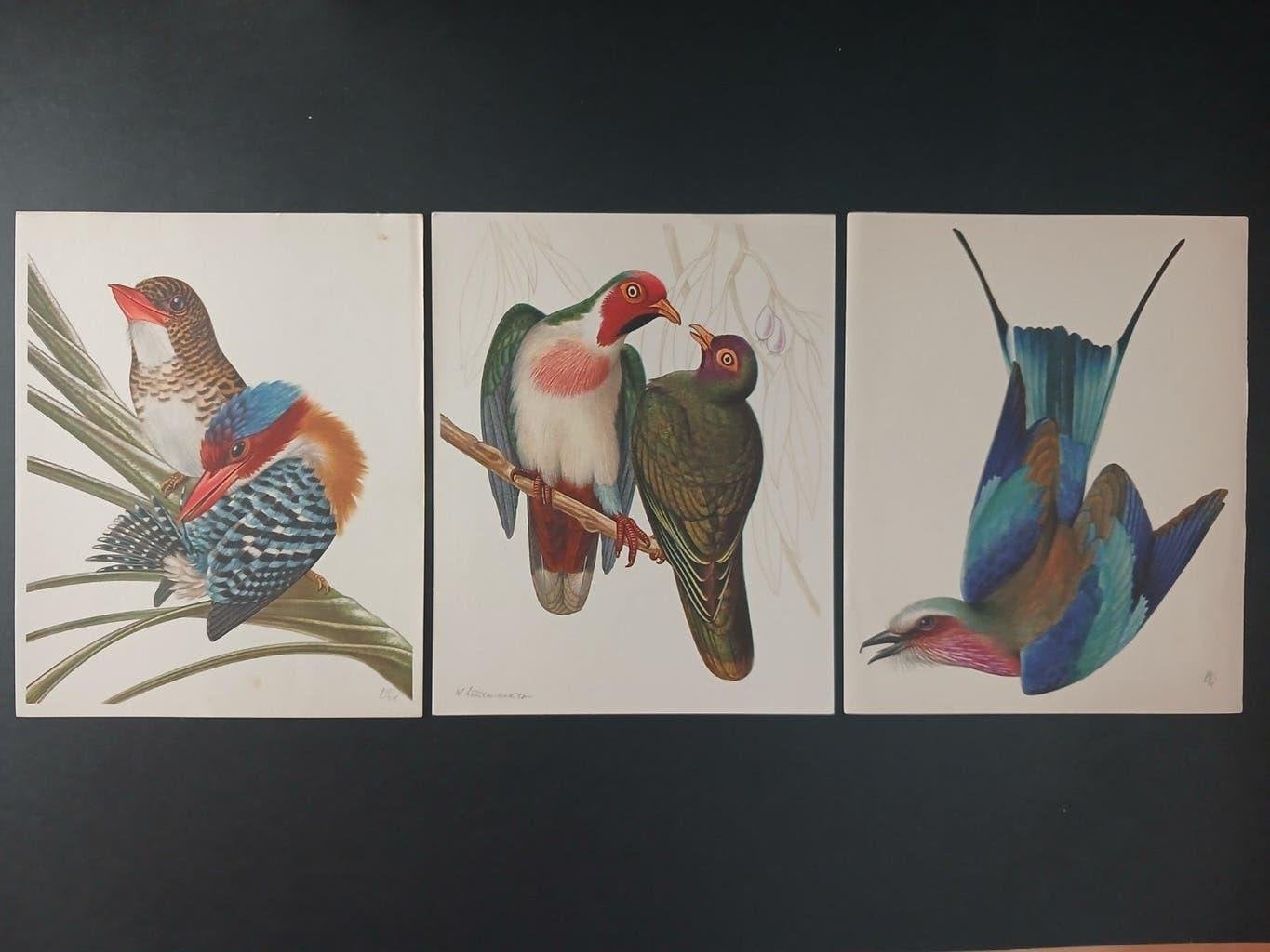 Tropische prachtvogels namen zie omschrijving - getekend, Verzamelen, Verzenden, Zo goed als nieuw, 1940 tot 1960, Dier
