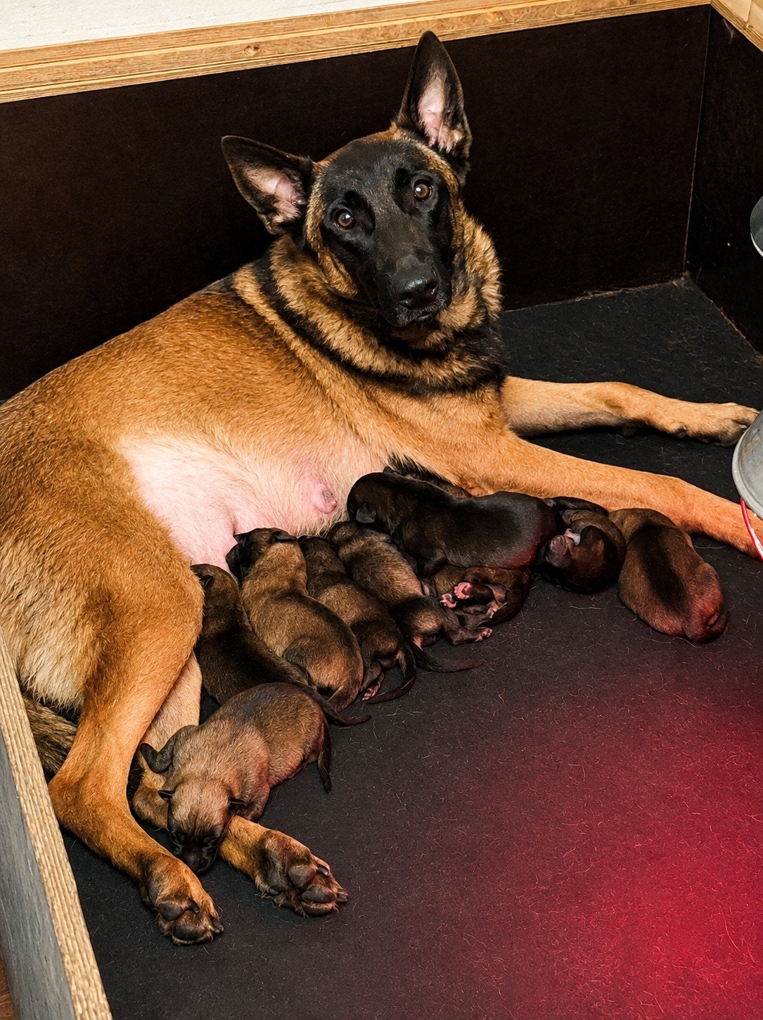 mechelse herders uit goede bloedlijnen, Dieren en Toebehoren, 8 tot 15 weken, Meerdere dieren, Eén hond, Herder