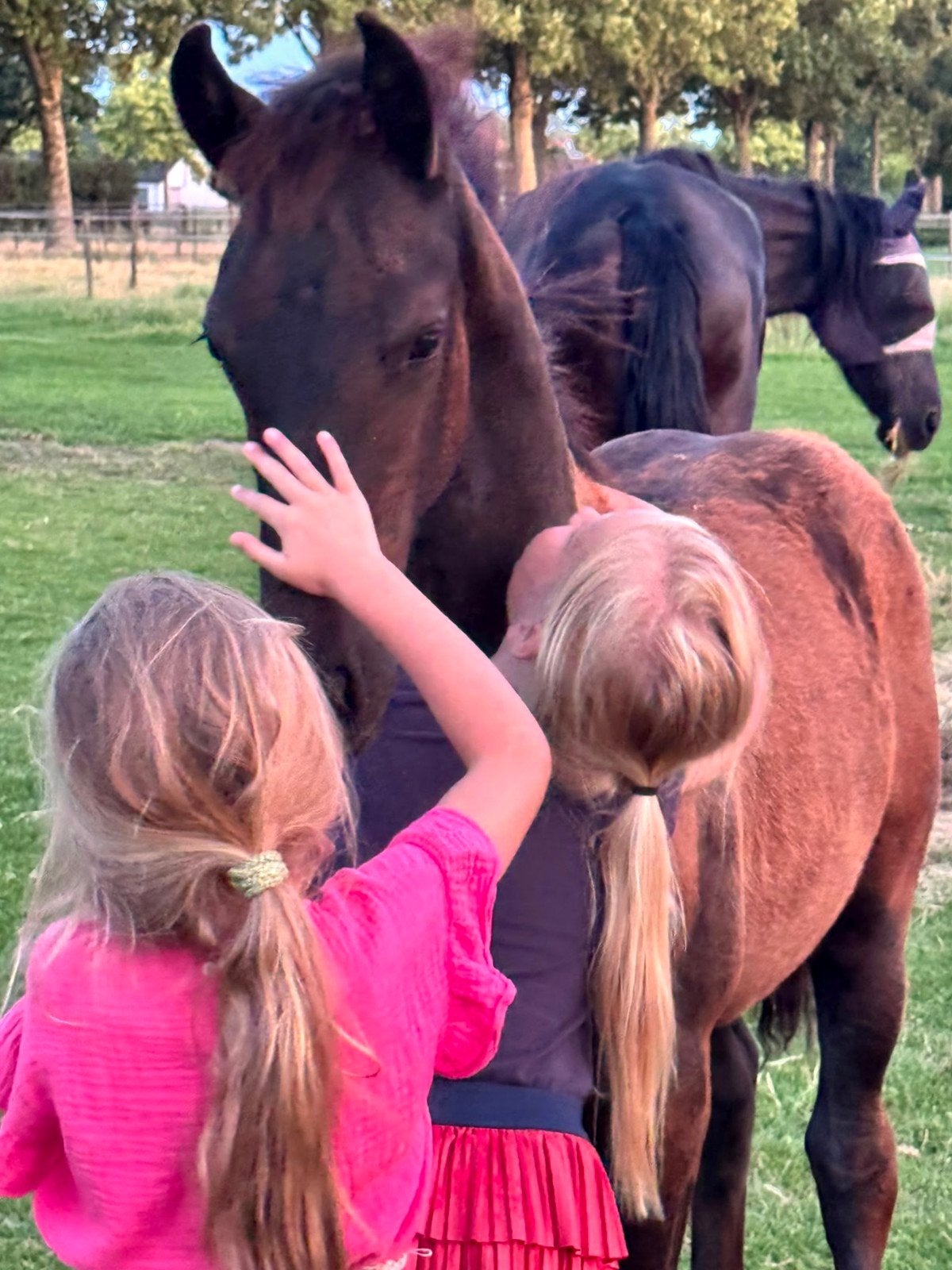 Zeer lief Fries merrie veulen met super stamboekpapier!, Dieren en Toebehoren, Paarden, Merrie, Dressuurpaard, Met stamboom, 0 tot 2 jaar