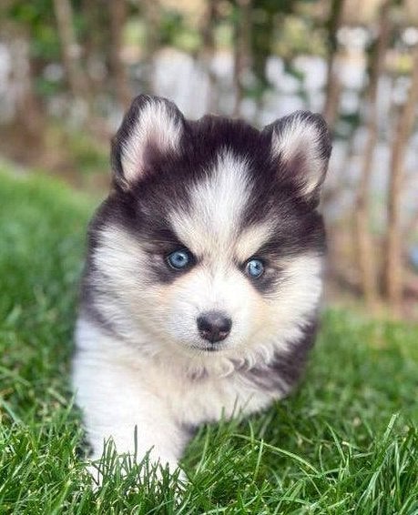 Nog 2 F2 pomsky puppies met blauwe ogen 🩷🩷🩷, Parvo, 8 tot 15 weken, Meerdere, Meerdere dieren