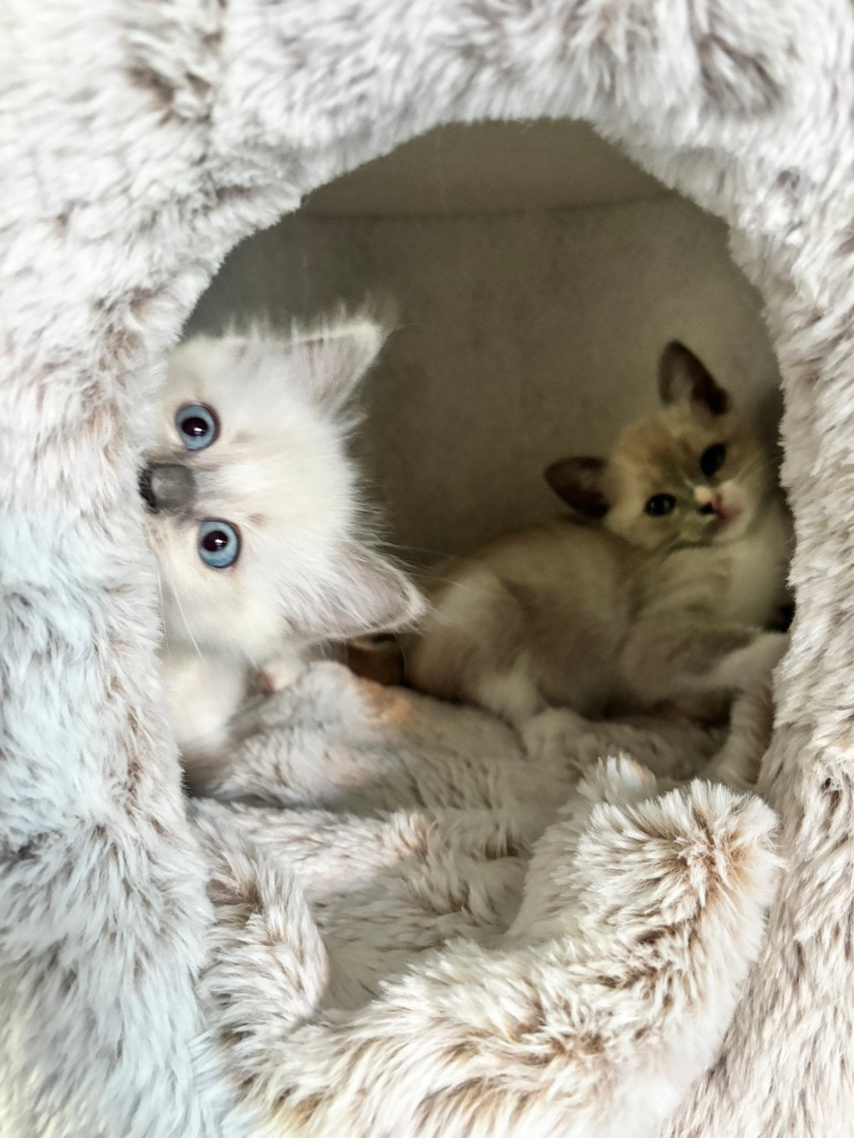 ️♥️ Nog 2 over! Mogen Verhuizen Unieke Siamees/Ragdoll️♥️, Meerdere dieren, Ontwormd