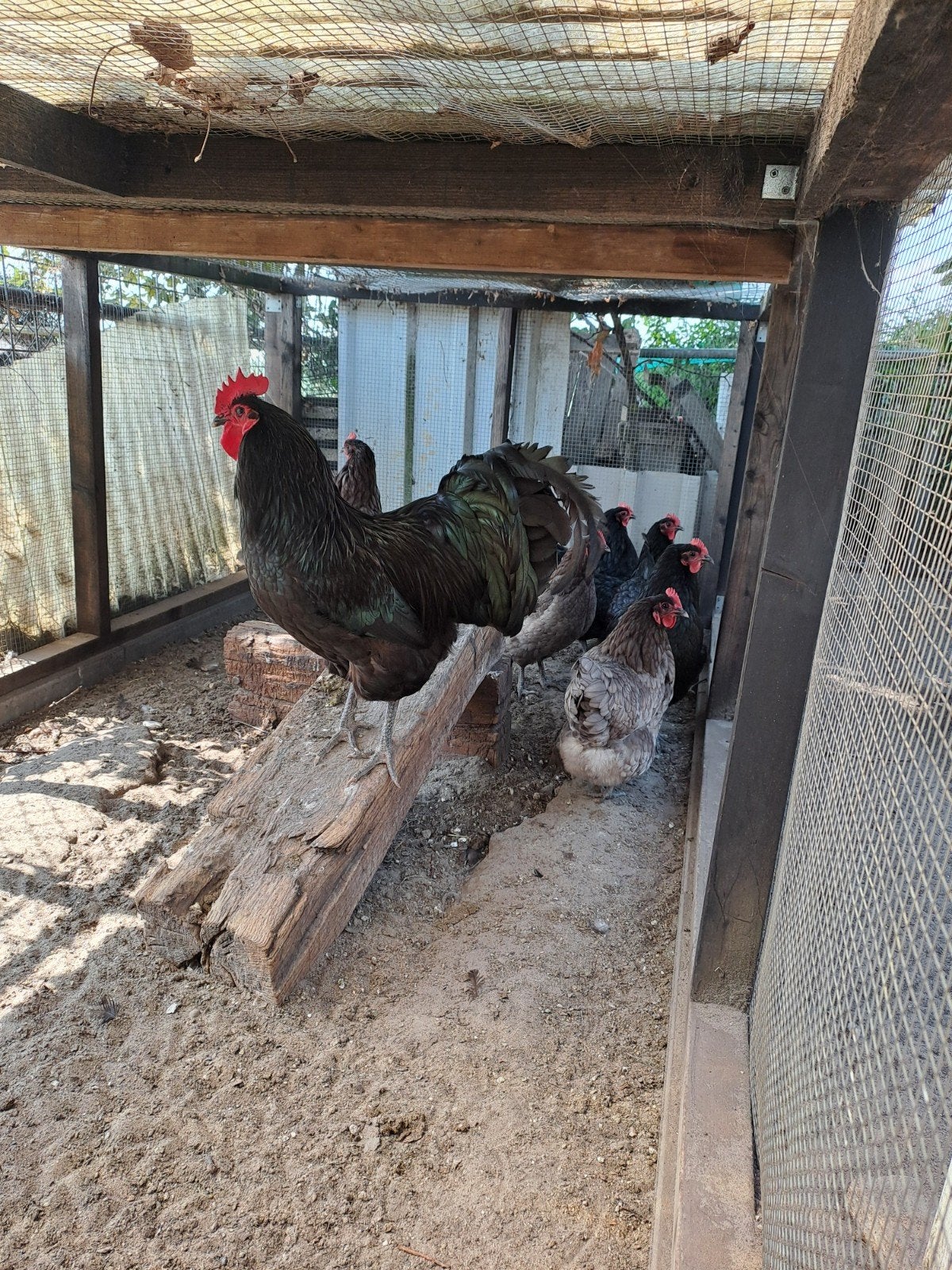 australorp broedeieren, Dieren en Toebehoren, Pluimvee, Geslacht onbekend, Kip