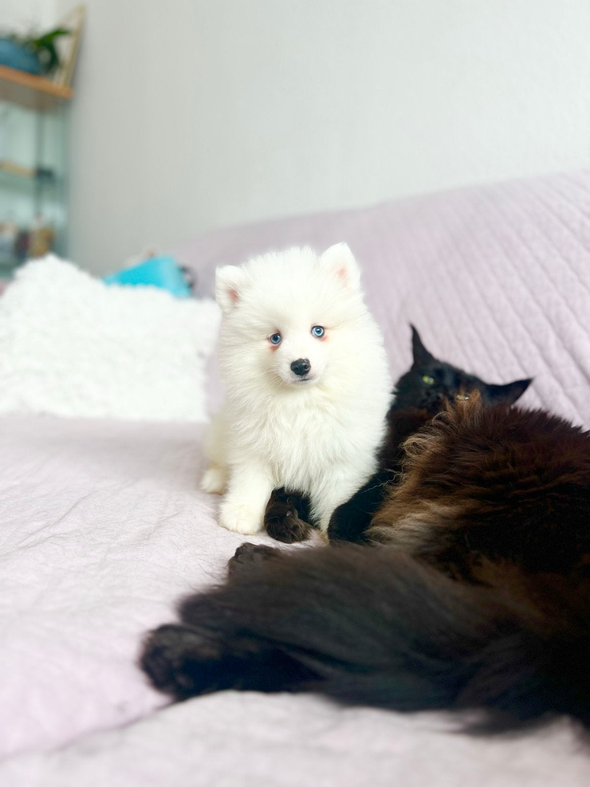 Prachtig Pomeriaan / Pomeranian reutje met blauwe ogen!, Fokker | Hobbymatig, 15 weken tot 1 jaar, Buitenland, Eén hond