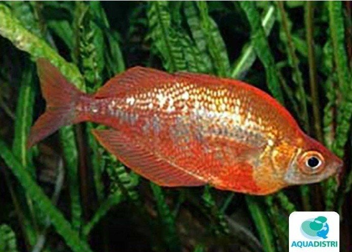 Glossolepis incisus| rode regenboogvis, Vis, Zoetwatervis, Schoolvis