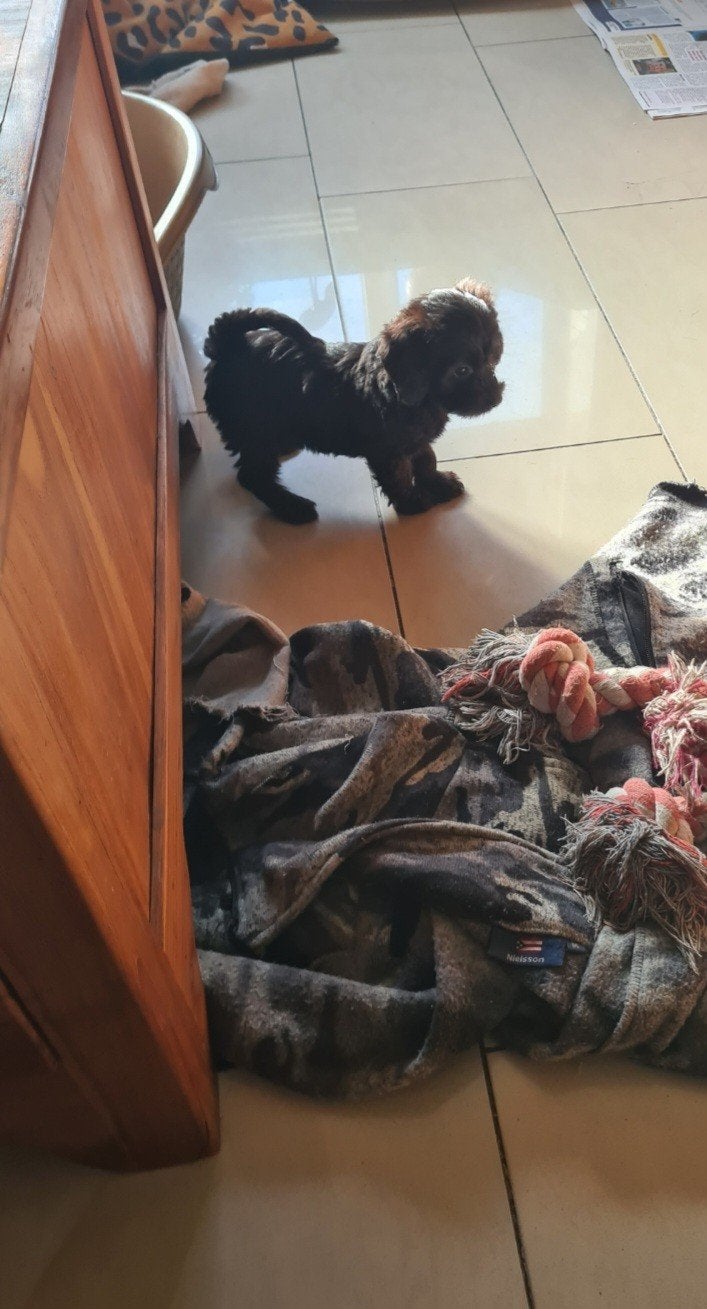 Doxiepoo / kleine doodle pup!  Teefje., Dieren en Toebehoren, Parvo, 8 tot 15 weken, Meerdere, Nederland