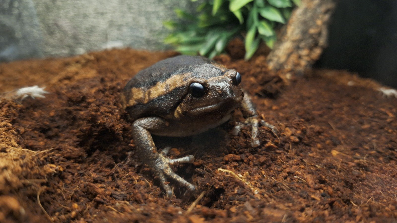 Indische stierkikker - kaloula pulchra, 0 tot 2 jaar