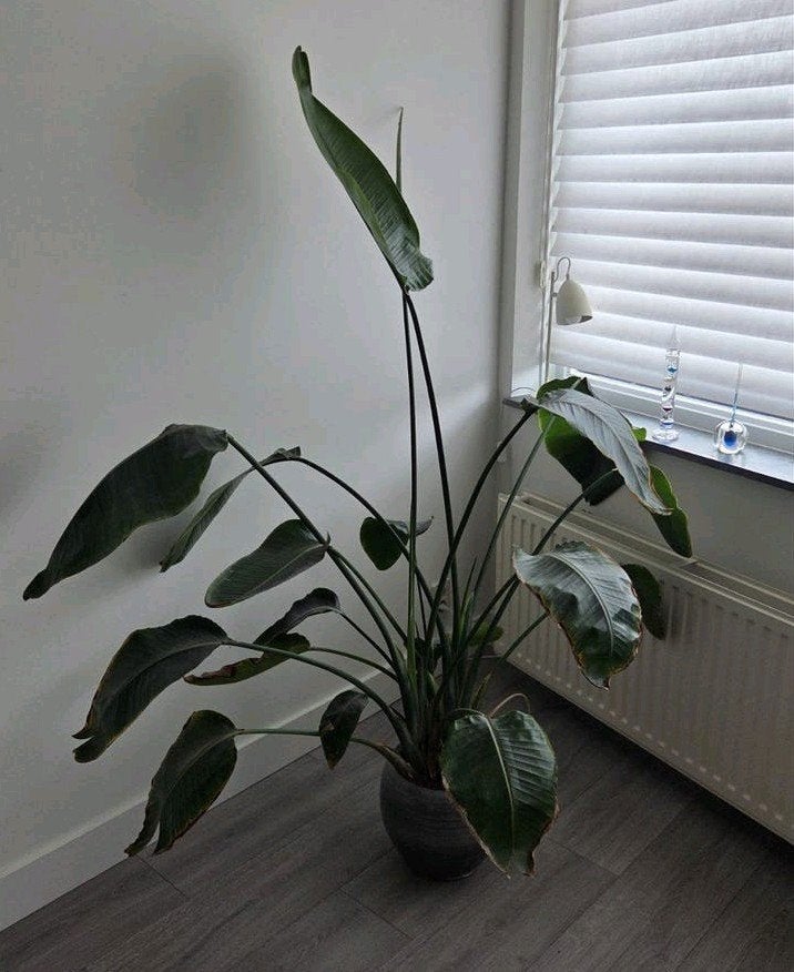 Strelitzia nicolai - paradijsvogelplant, Ophalen, Halfschaduw, Minder dan 100 cm