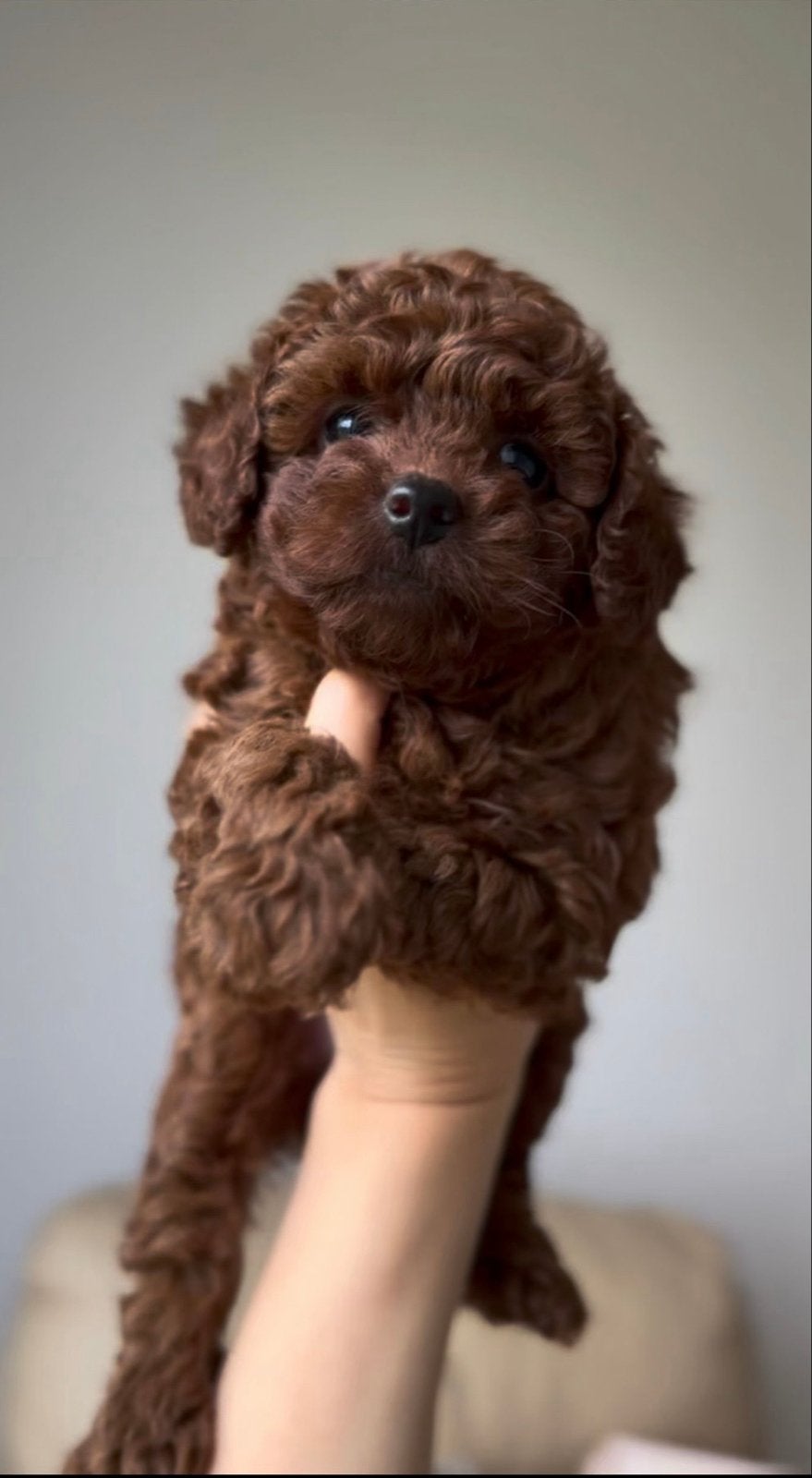 Toypoedel meisje Red Brown, Poedel, 8 tot 15 weken, Teef, Eén hond