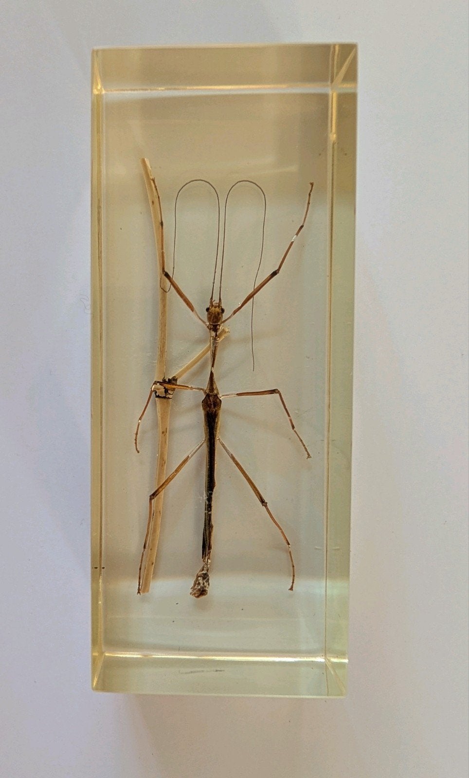 Grote wandelende tak in hars, Ophalen of Verzenden, Gebruikt, Overige soorten, Beeldje of Figuurtje