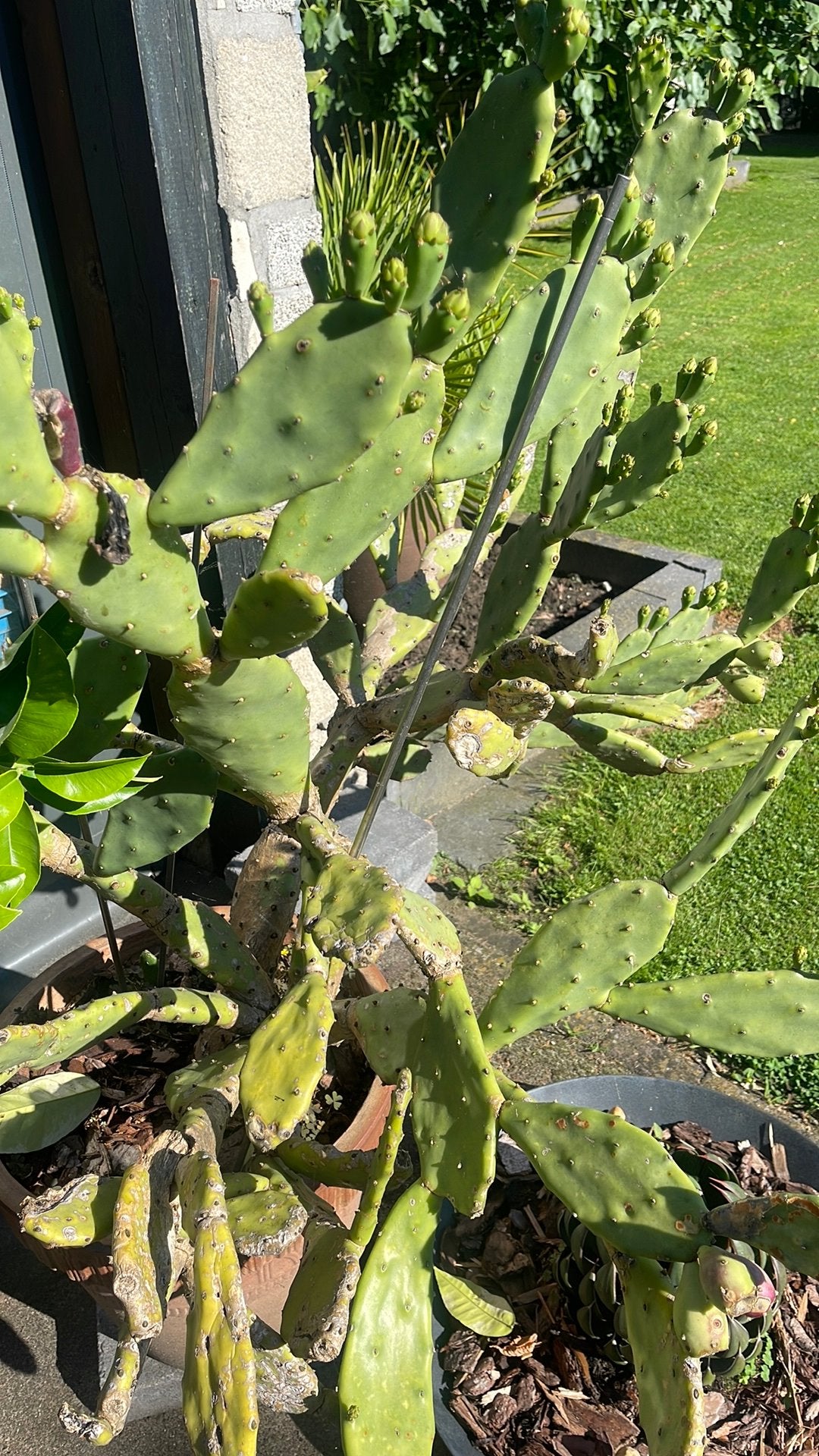 Stek vijgcactus, Overige soorten, Minder dan 100 cm, Zomer, Ophalen