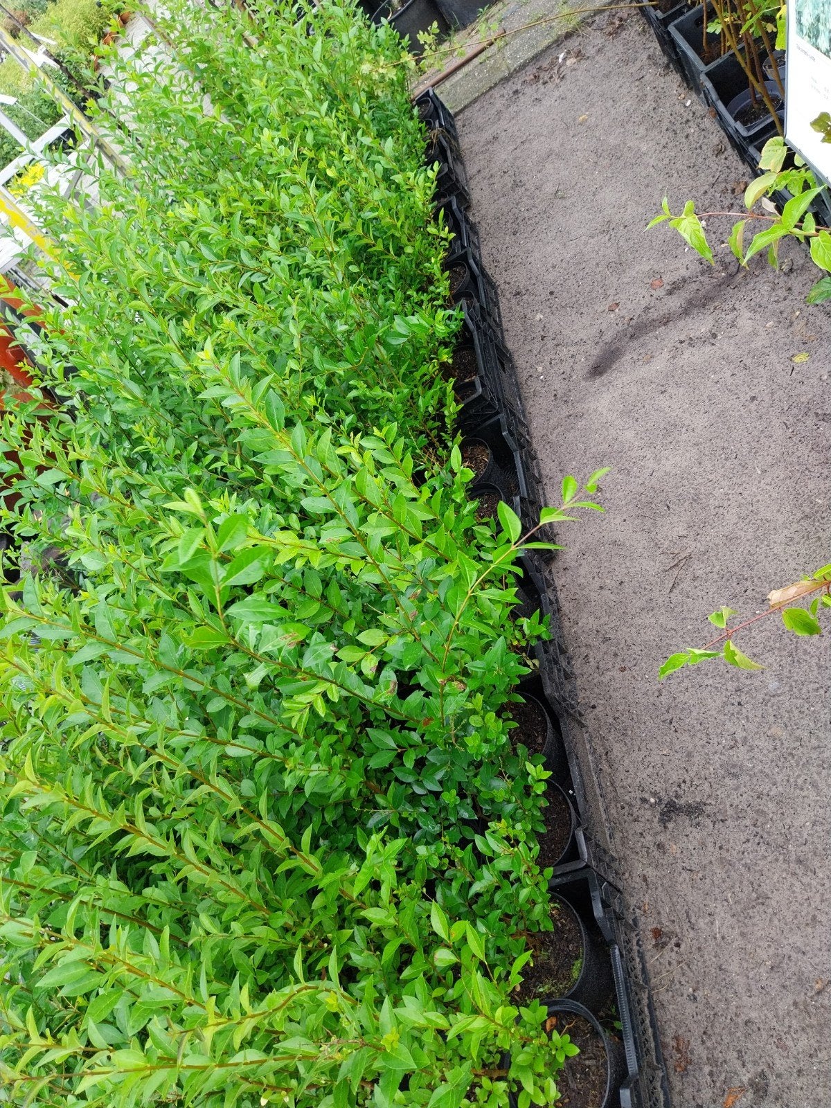 Liguster Ovalifolium - Haagplant voor privacy en groen, Tuin en Terras, Volle zon, Vaste plant, Zomer, Ophalen